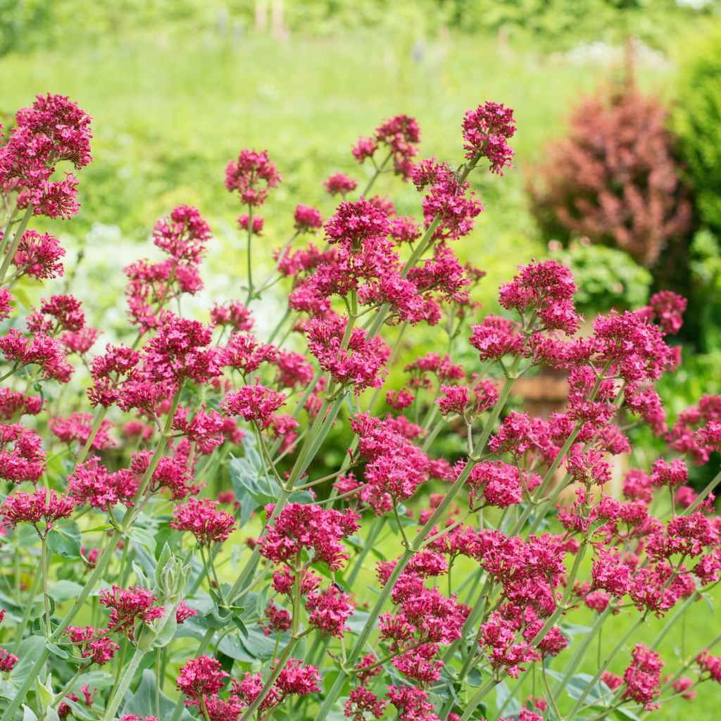 Centranthus ruber 'Coccineus' (spoorbloem) – 6 planten, Ø9 cm, 10–25 cm hoog – foto 8