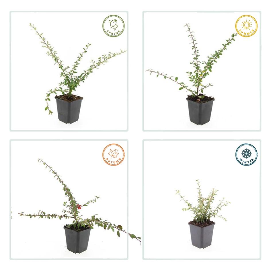 Cotoneaster suec. 'Coral Beauty' (dwarf cotoneaster) – 60 plants, Ø9 cm, 10–25 cm high – photo 6
