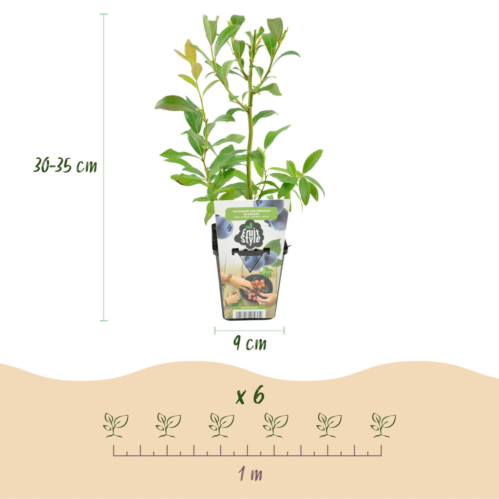 Vaccinium corymbossum 'Bluecrop' (Heidelbeere) – 3 Pflanzen, Ø9 cm, 35 cm hoch – Bild 3