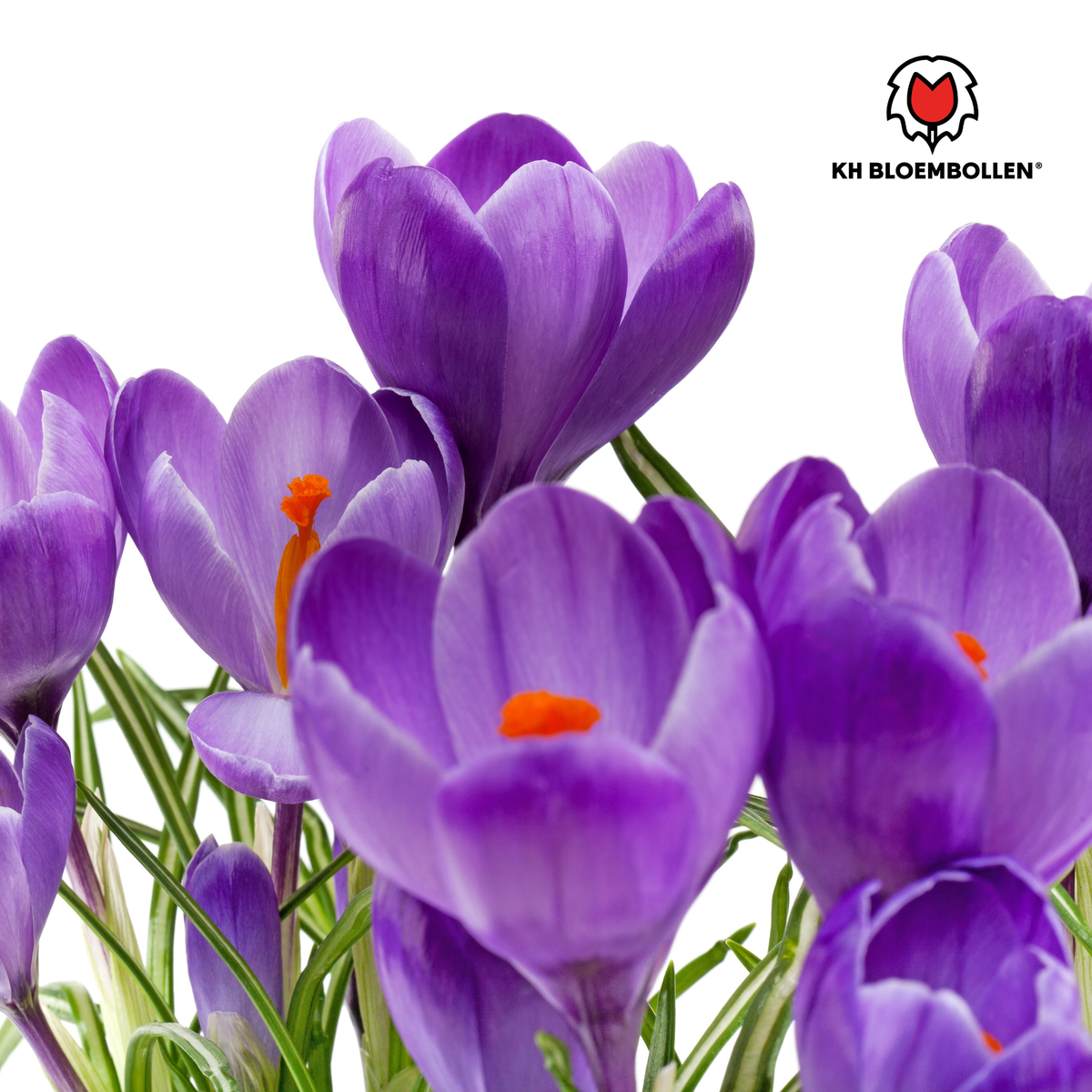Jacinthe violette – 30 bulbes