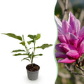 Magnolia liliiflora 'Nigra' – violett – Ø 12 cm, 30 cm hoch