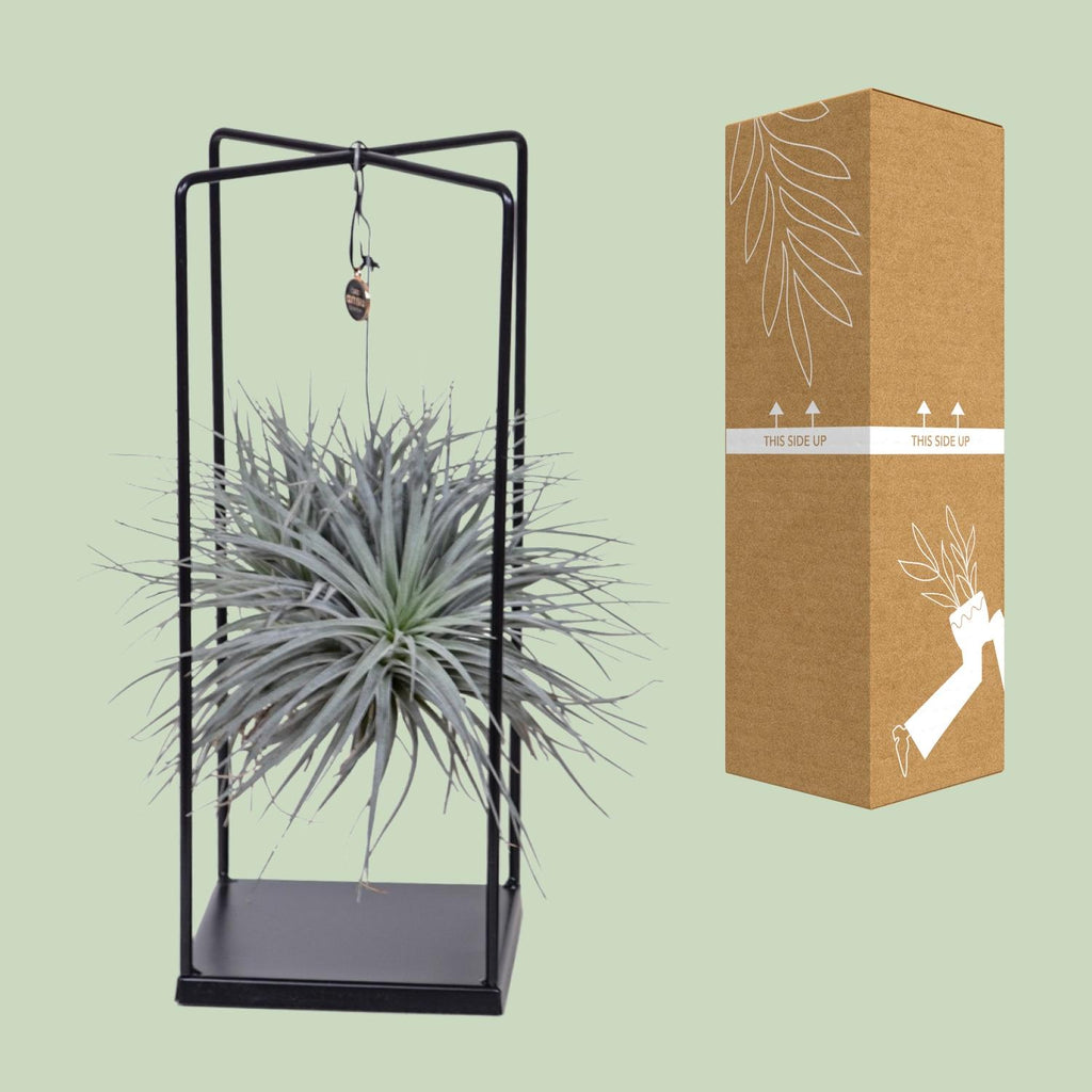 Tillandsia Cube Mix 1 Stück (Luftpflanze) – Ø20 cm, 20 cm hoch