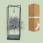 Tillandsia Cube Mix 1 Stück (Luftpflanze) – Ø20 cm, 20 cm hoch