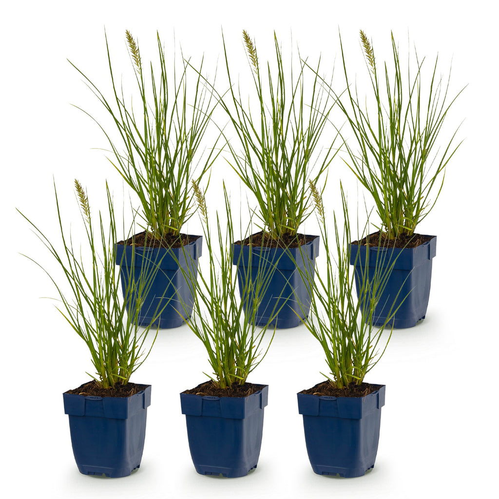 Pennisetum alop. 'Little Bunny' (herbe à chat) – 6 plantes, Ø11 cm, 15–25 cm de haut – photo 2