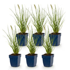 Pennisetum alop. 'Little Bunny' (herbe à chat) – 6 plantes, Ø11 cm, 15–25 cm de haut