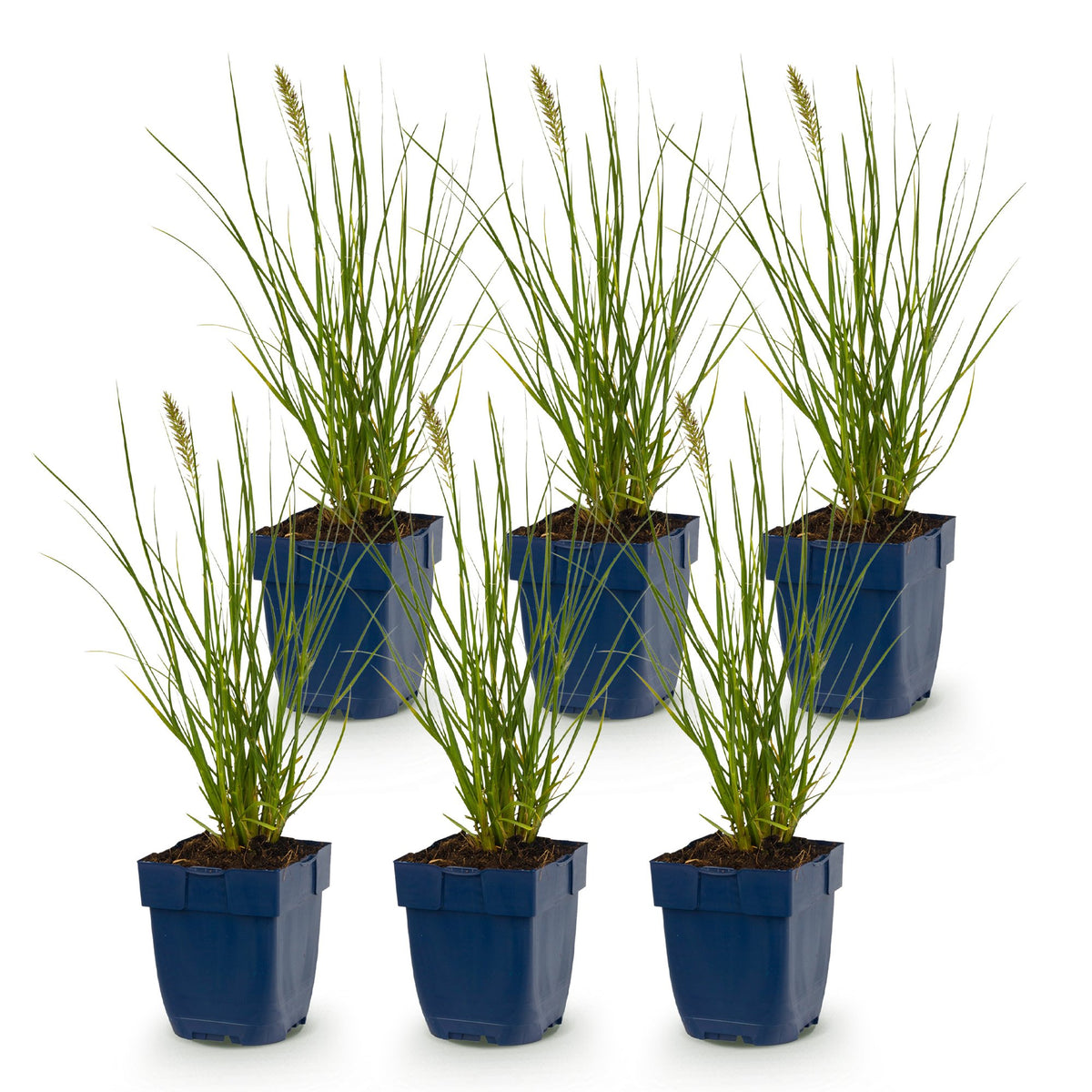 Pennisetum alop. 'Little Bunny' (herbe à chat) – 6 plantes, Ø11 cm, 15–25 cm de haut – photo 2
