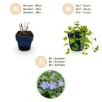Vinca major (bigorewlier) – bleu – 12 plants, Ø11 cm, 15–25 cm de haut