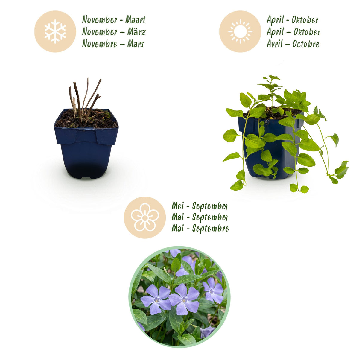 Vinca major (bigorewlier) – bleu – 12 plants, Ø11 cm, 15–25 cm de haut – photo 4