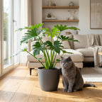 Philodendron Lacerum dans pot de présentation gris – Ø19 cm, 65 cm de haut