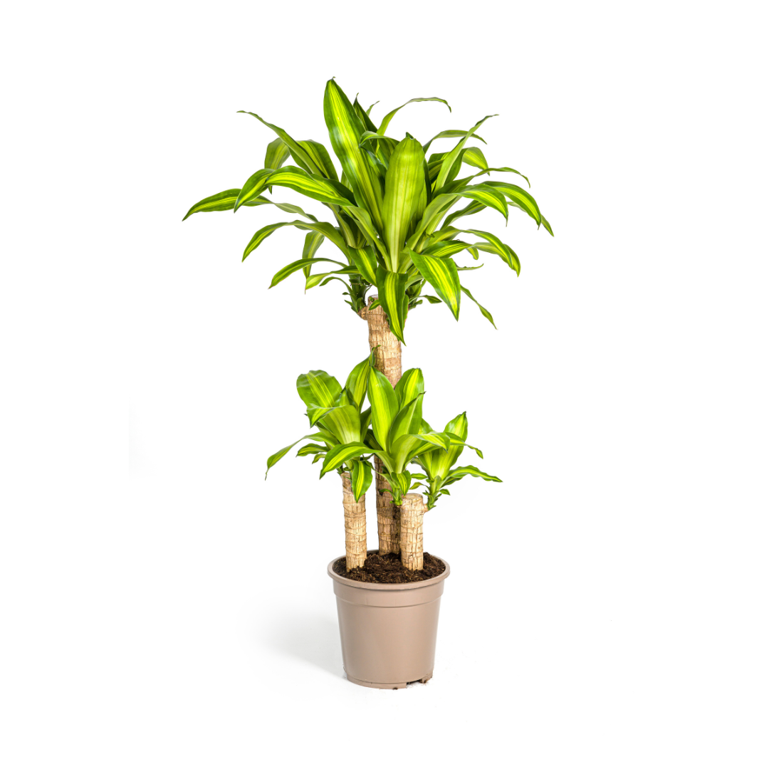 Dracaena fragrans Massangeana (Drachenbaum) – Ø 21 cm, 90–110 cm hoch