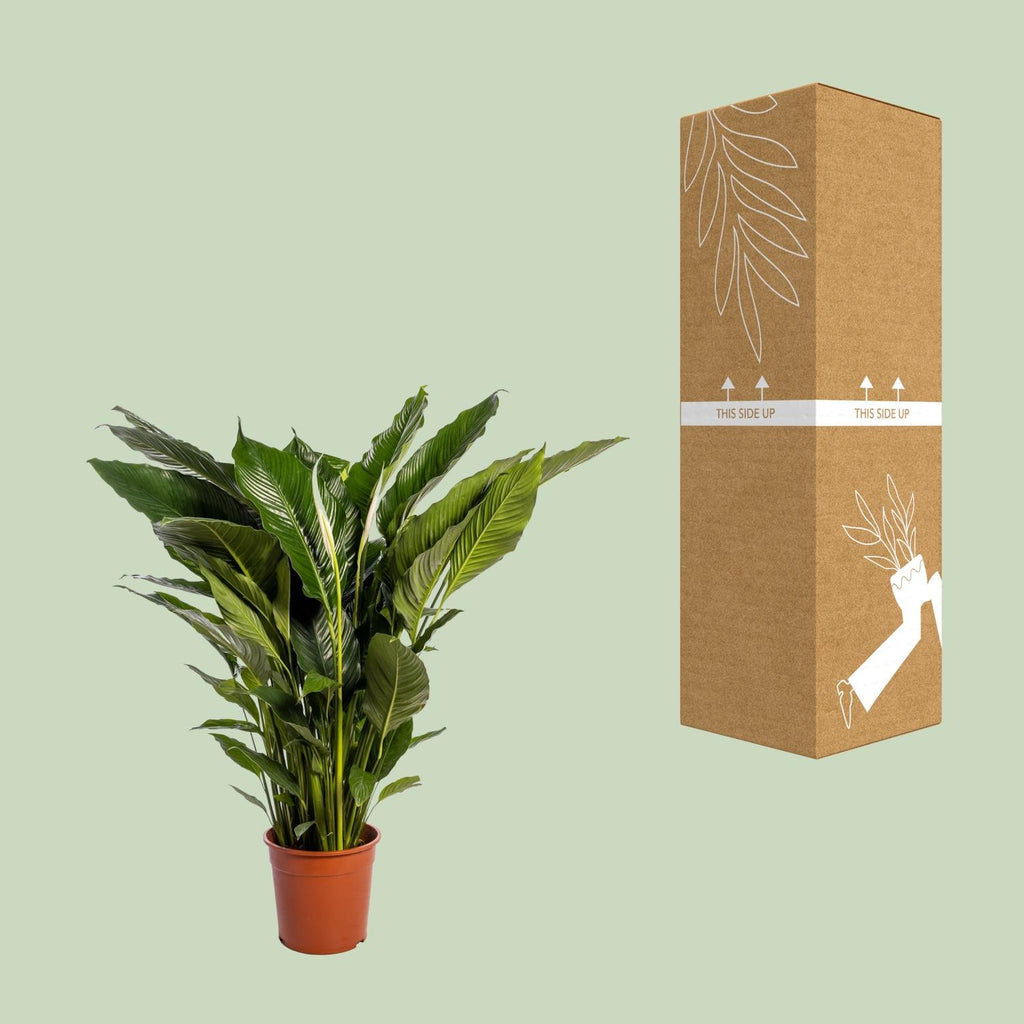 Spathiphyllum Sweet Sebastiano (Bogenhanf) – Ø 24 cm, 110 cm hoch – Bild 3