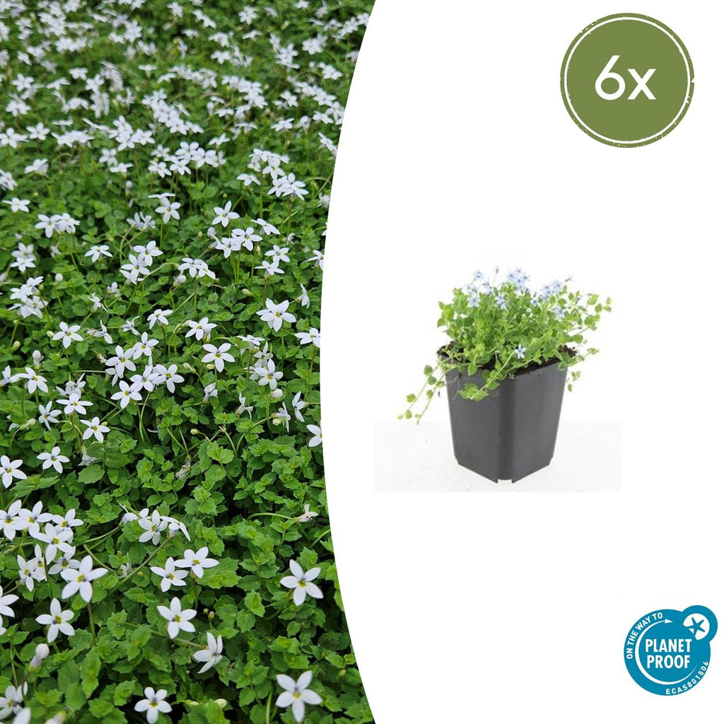Isotoma fluviatilis 'Alba-' (blaue Teppichpflanze) – 6 Pflanzen, Ø9 cm, 10–25 cm hoch – Bild 2