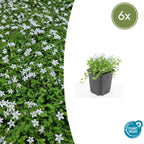 Isotoma fluviatilis 'Alba-' (blaue Teppichpflanze) – 6 Pflanzen, Ø9 cm, 10–25 cm hoch