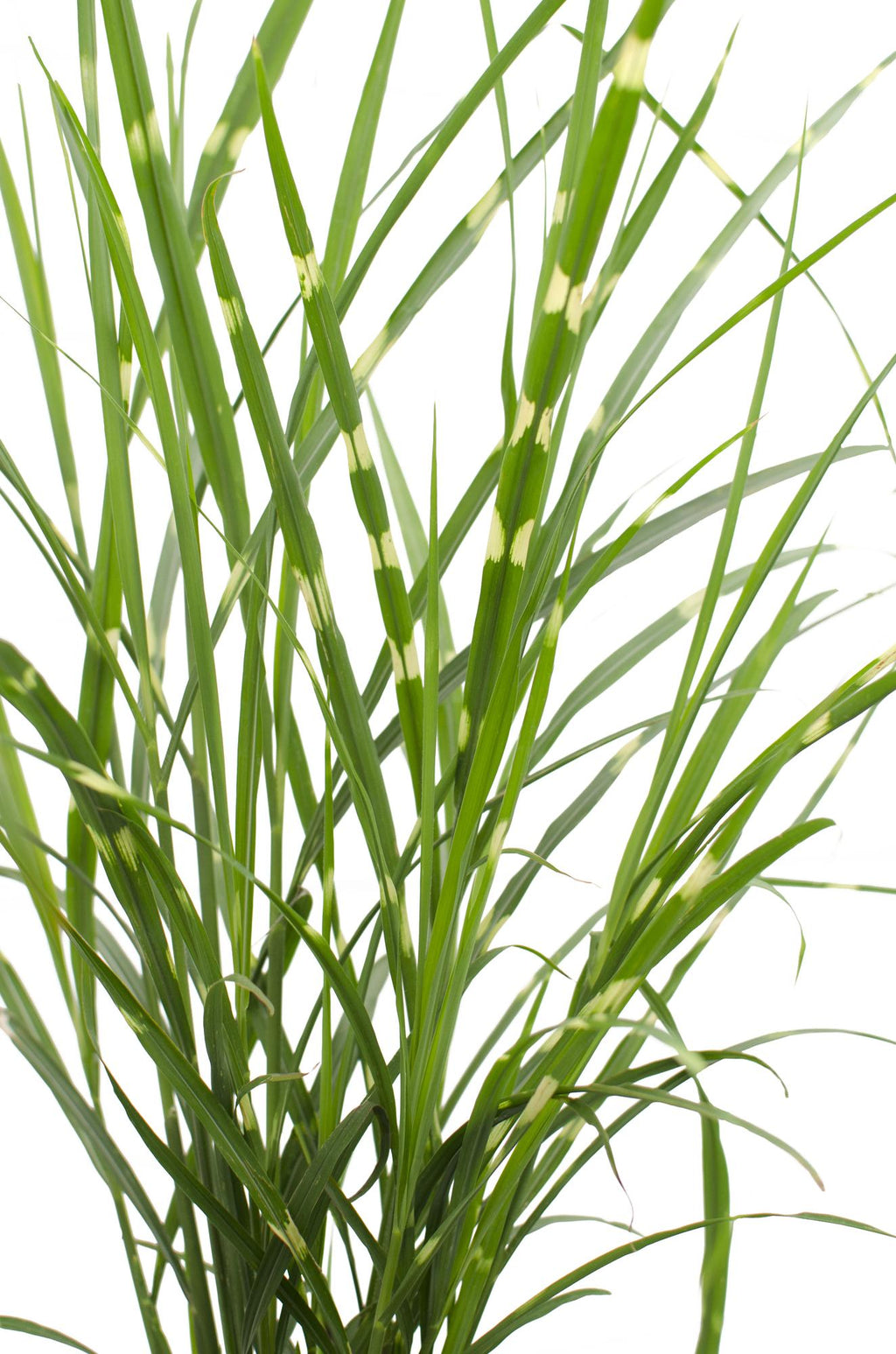 Miscanthus sinensis 'Strictus' (Japanisches Silbergras) – Ø 23 cm, 60 cm hoch – Bild 7