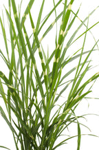 Miscanthus sinensis 'Strictus' (Japanisches Silbergras) – Ø 23 cm, 60 cm hoch