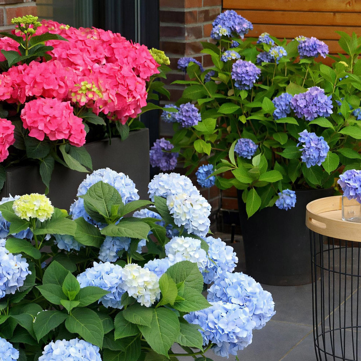Hydrangea 'Endless Summer The Original Blue' (hortensia) – blå – 8 planter, Ø14 cm, 20–25 cm høje – billede 6