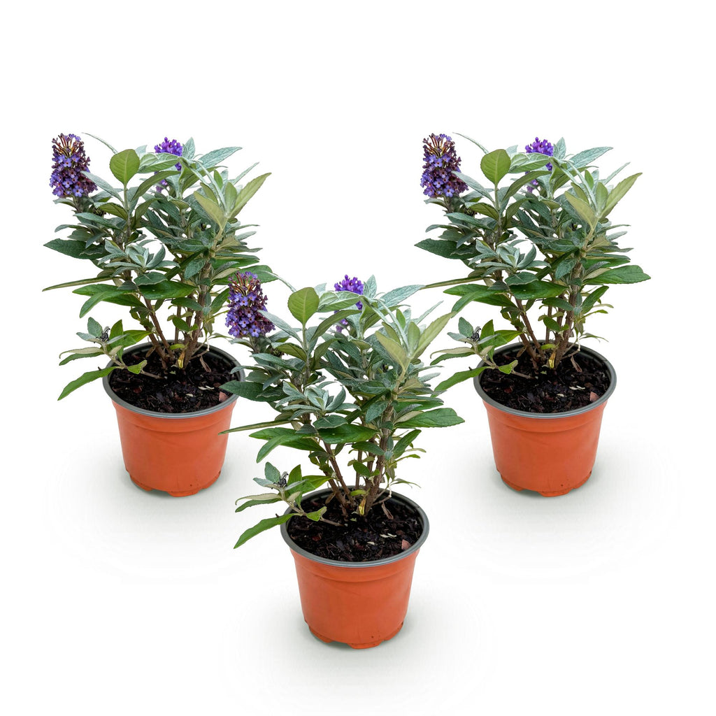 Buddleja davidii 'Butterfly Candy Little' (arbre à papillons) – lilas – 3 plants, Ø12 cm, 20–25 cm de haut – photo 2