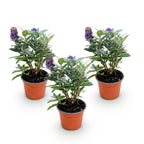 Buddleja davidii 'Butterfly Candy Little' (arbre à papillons) – lilas – 3 plants, Ø12 cm, 20–25 cm de haut