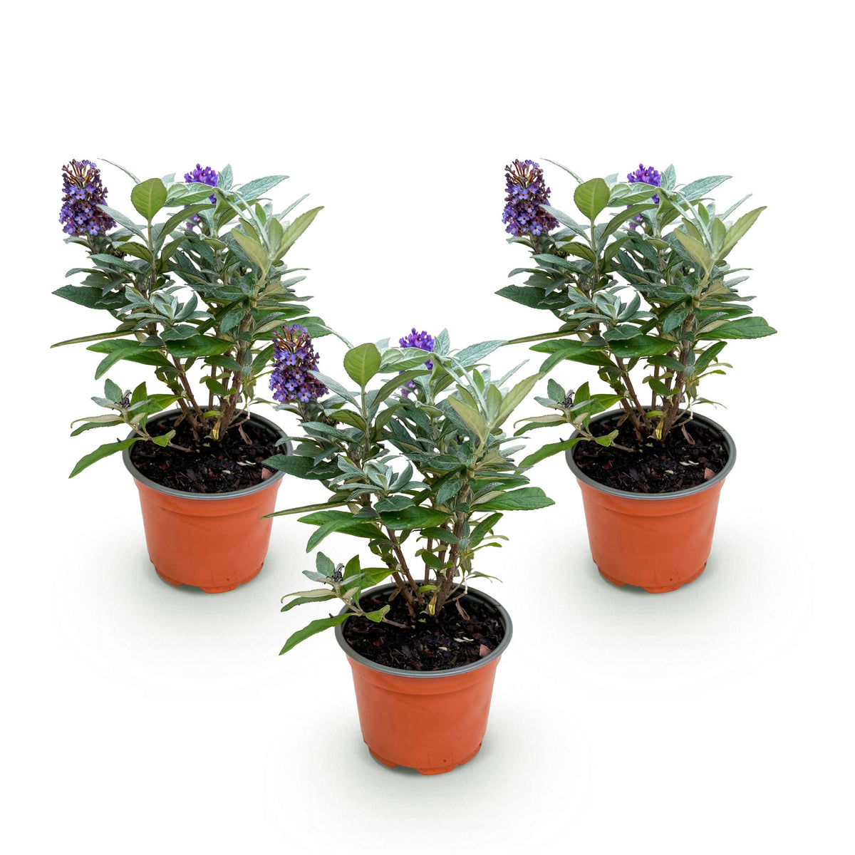 Buddleja davidii 'Butterfly Candy Little' (vlinderstruik) – lila – 3 planten, Ø12 cm, 20–25 cm hoog
