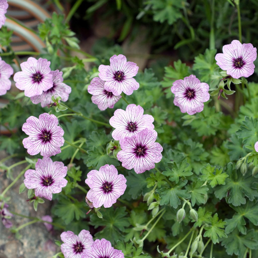 Géranium cin. 'Ballerina' (géranium vivace) – 48 plants, Ø9 cm, 10–25 cm de haut – photo 7