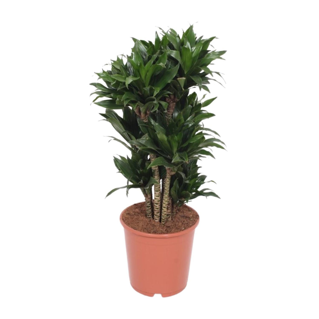 Dracaena Compacta (drakträd) – Ø24 cm, 80 cm hög