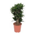 Dracaena Compacta (drakträd) – Ø24 cm, 80 cm hög
