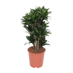 Dracaena Compacta (drakträd) – Ø24 cm, 80 cm hög