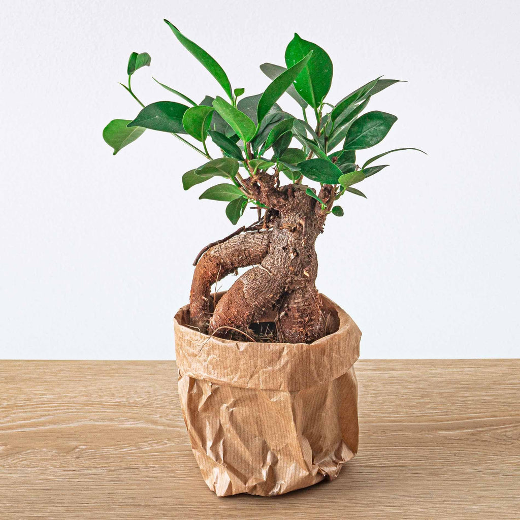 Bonsai Ficus microcarpa ginseng (ficus ginseng) – Ø9 cm