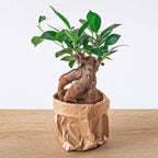 Bonsai Ficus microcarpa ginseng (ficus ginseng) – Ø9 cm