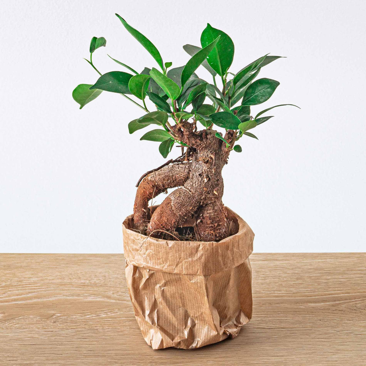 Ficus microcarpa Ginseng Bonsai (Ficus ginseng) – Ø 9 cm