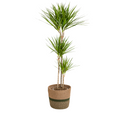 Dracaena marginata Green (Drachenbaum) mit Korb – Ø 24 cm, 130–150 cm hoch