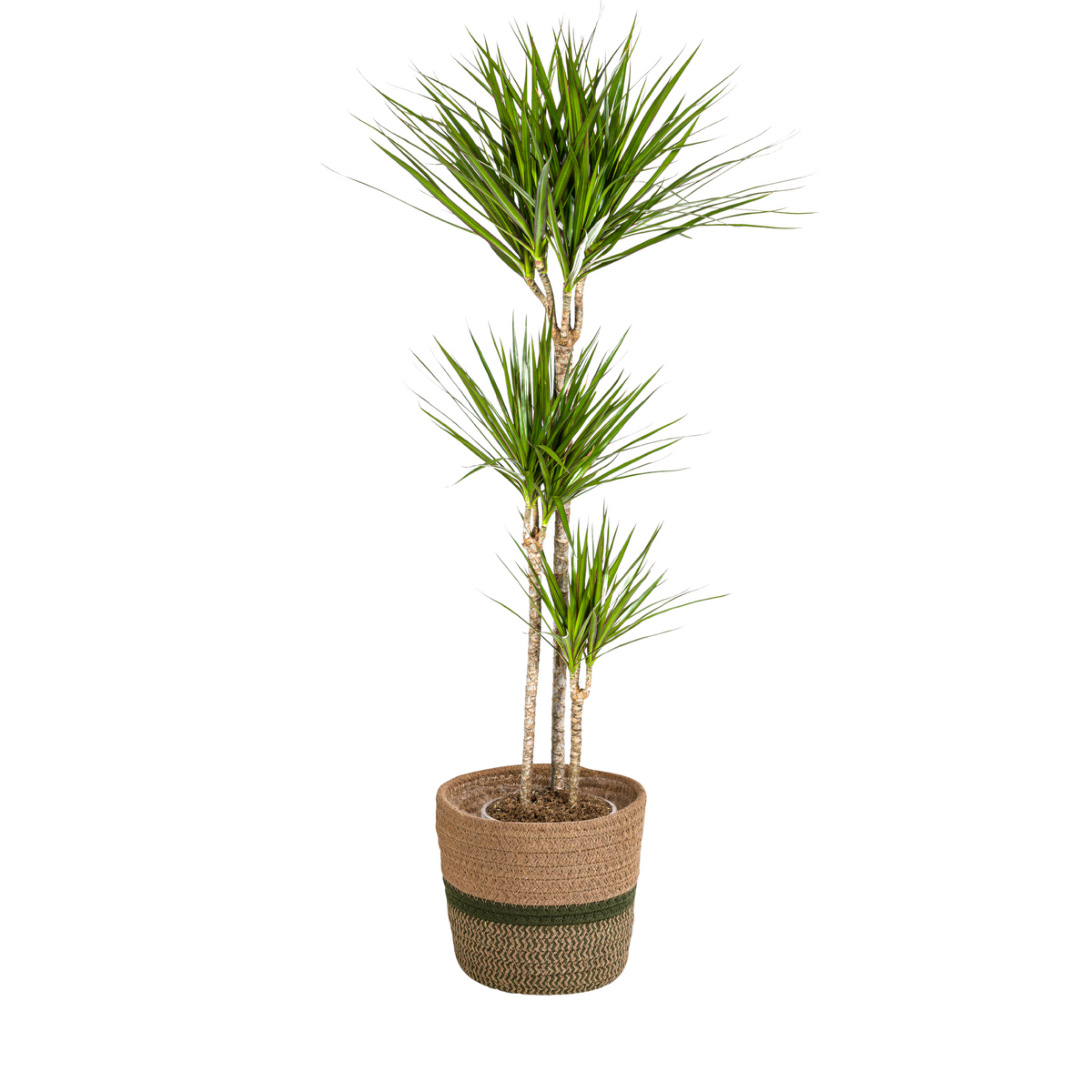 Dracaena marginata Green (drakenboom) met mand – Ø24 cm, 130–150 cm hoog