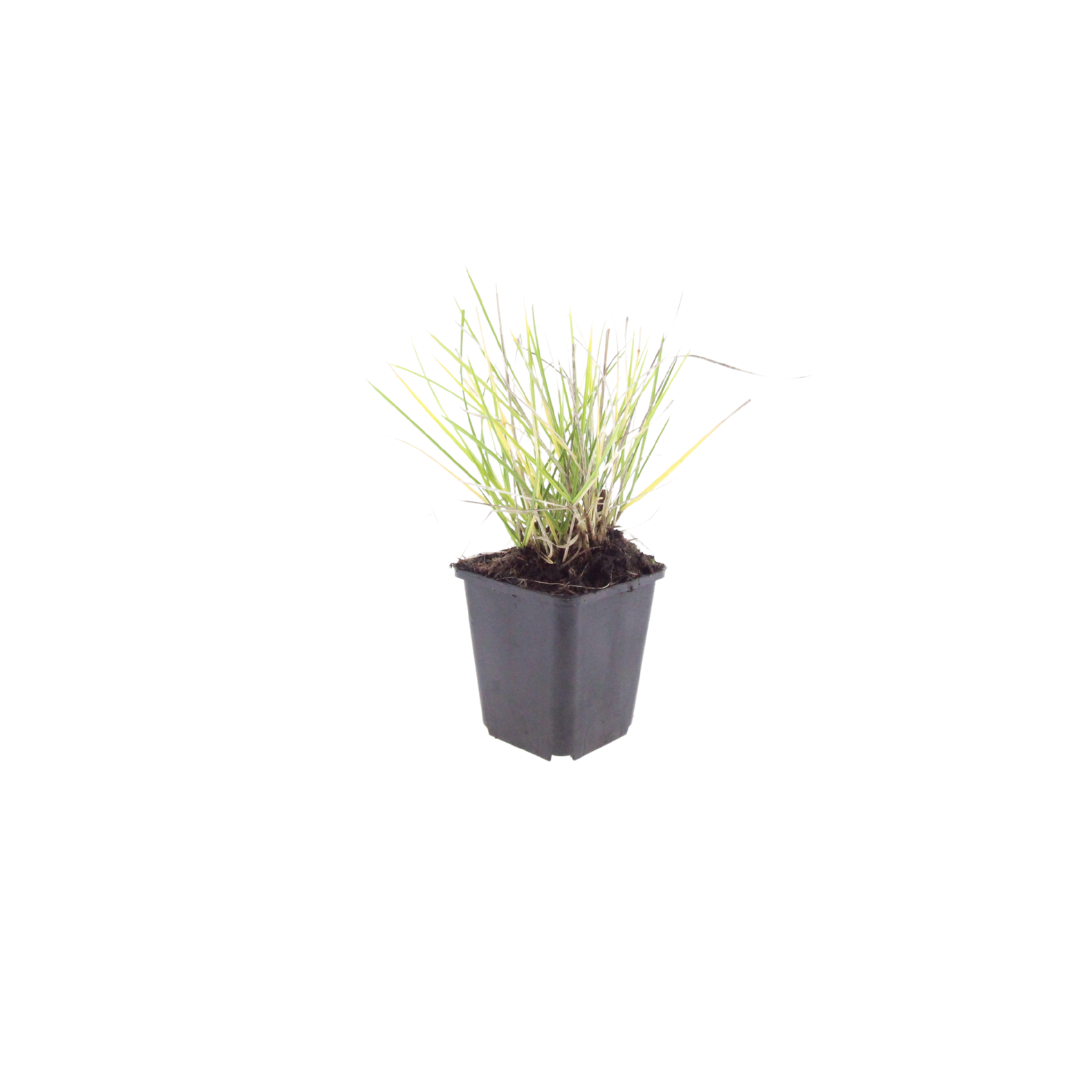 Sesleria autumnalis (Herbst-Schachtelhalm) – 48 Pflanzen, Ø9 cm, 10–25 cm hoch – Bild 2