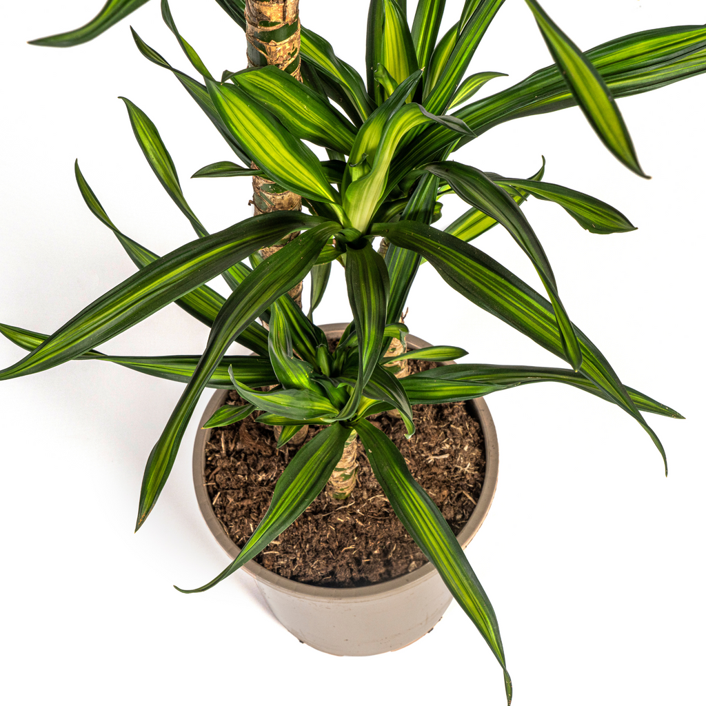 Dracaena Deremensis Rikki (Drachenbaum) – Ø 21 cm, 90–110 cm hoch