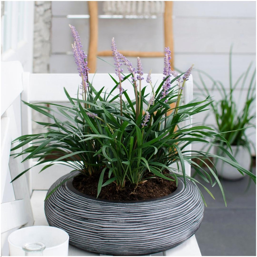 Liriope muscari 'Ingwersen' (lily grass) – 6 plants, Ø14 cm, 25 cm high – photo 2