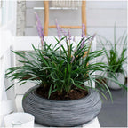 Liriope muscari 'Ingwersen' (lily grass) – 6 plants, Ø14 cm, 25 cm high