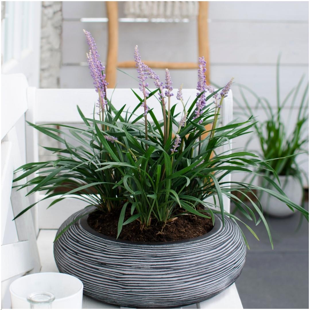 Liriope muscari 'Ingwersen' (lily grass) – 6 plants, Ø14 cm, 25 cm high – photo 2