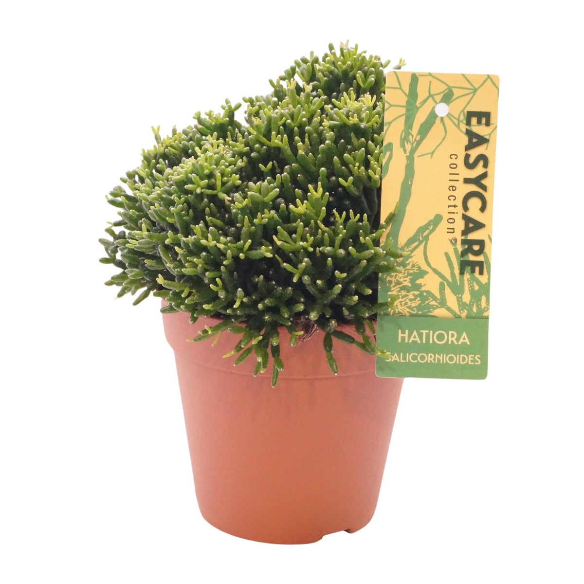 Hatiora Salicornioides – Ø12 cm, 22 cm hoog