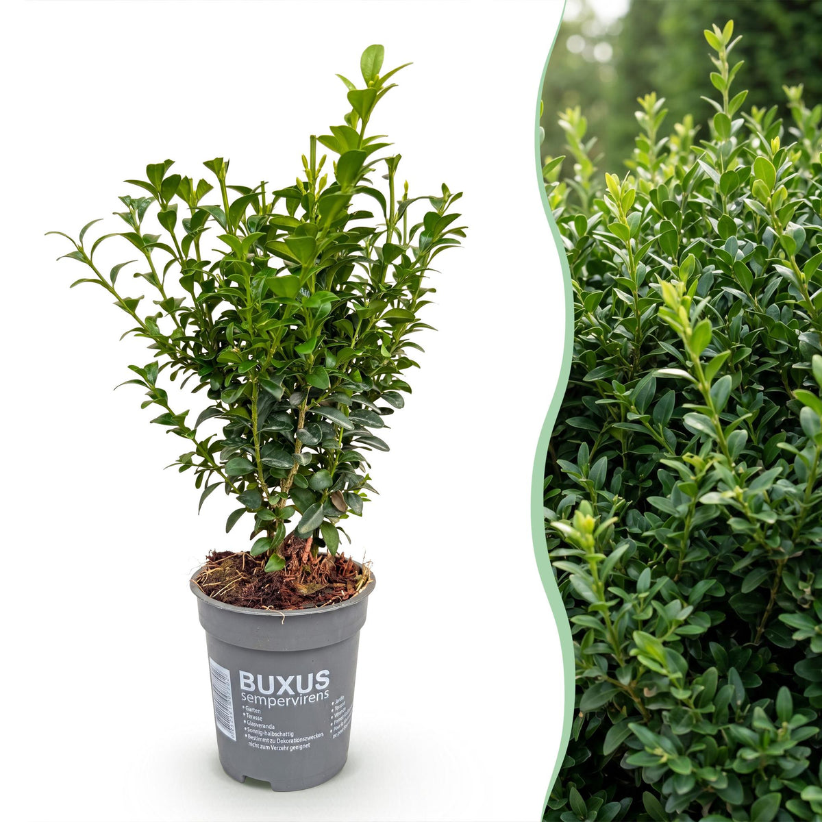 Buxus sempervirens (Buchsbaum) – 24 Pflanzen, Ø 9 cm, 20–25 cm hoch