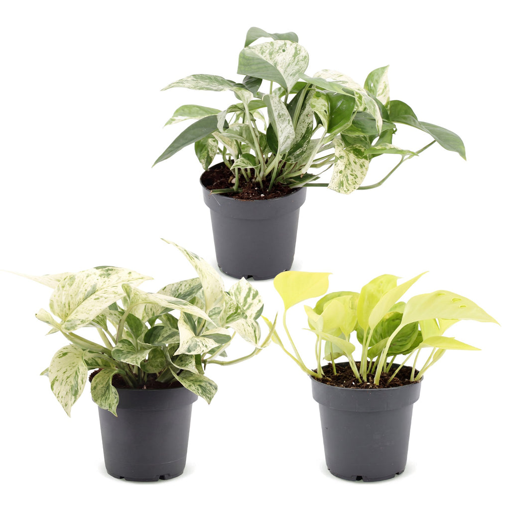 3× Epipremnum Tricolour (scindapsus) – Ø6 cm, 20–25 cm høj