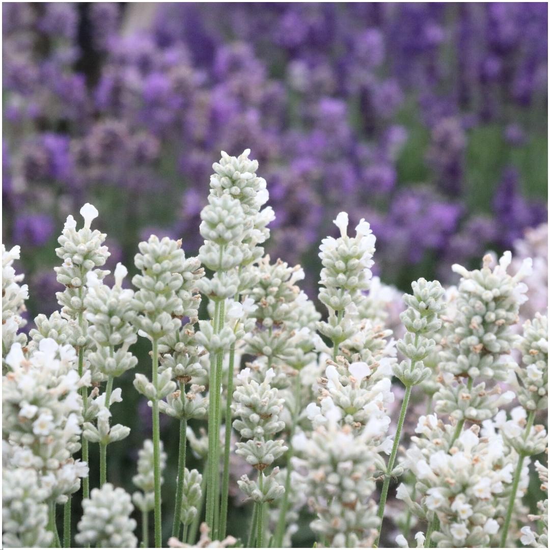 Lavendel (Lavandula) – 48 planten, Ø7 cm, 15 cm hoog – white – foto 3