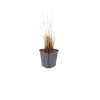 Calamagrostis brachytricha (chiendent piquant) – 60 plants, Ø9 cm, 10–25 cm de haut