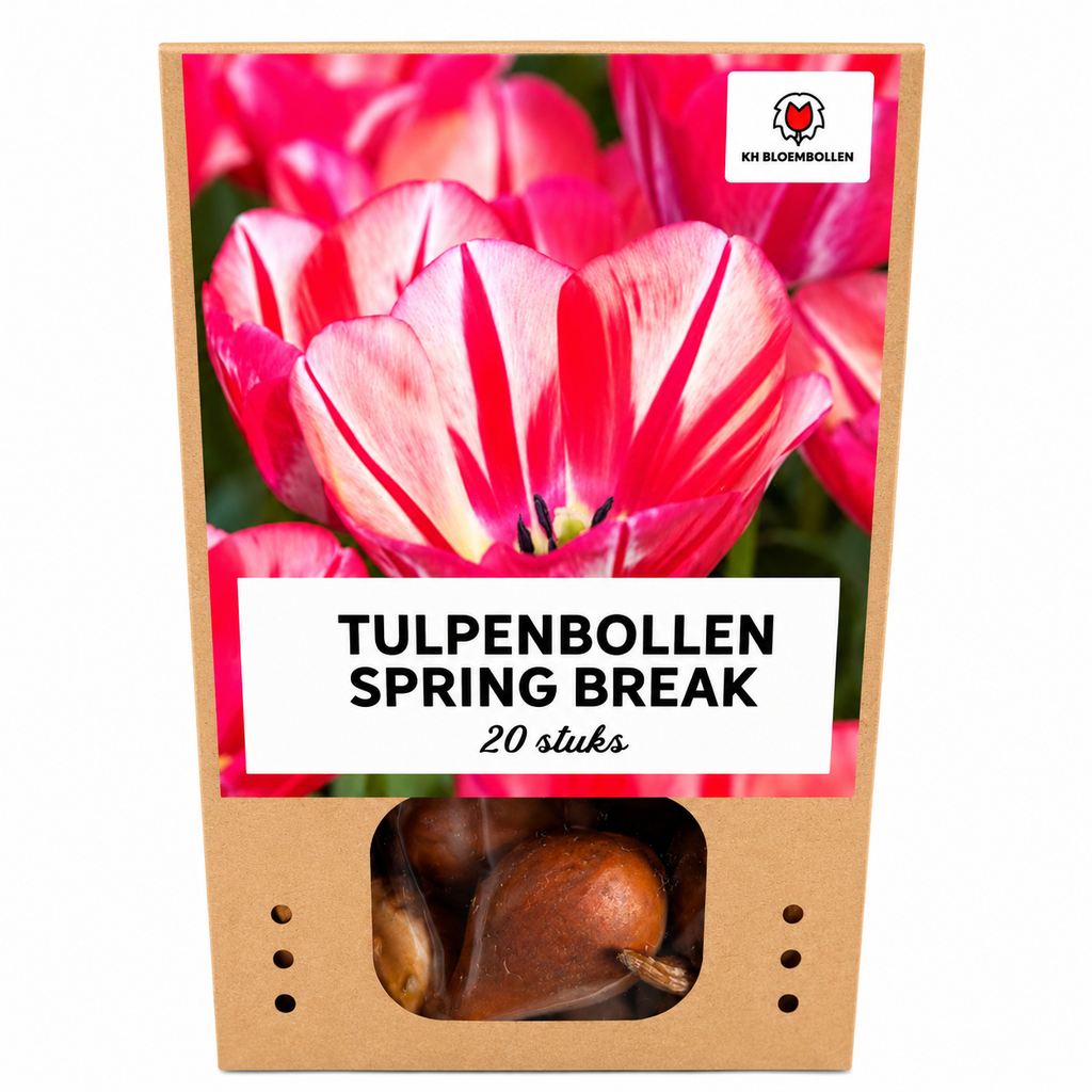Tulpe 'Spring Break' – 20 Blumenzwiebeln (Zwiebelgröße 11/12)