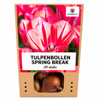 Tulpe 'Spring Break' – 20 Blumenzwiebeln (Zwiebelgröße 11/12)