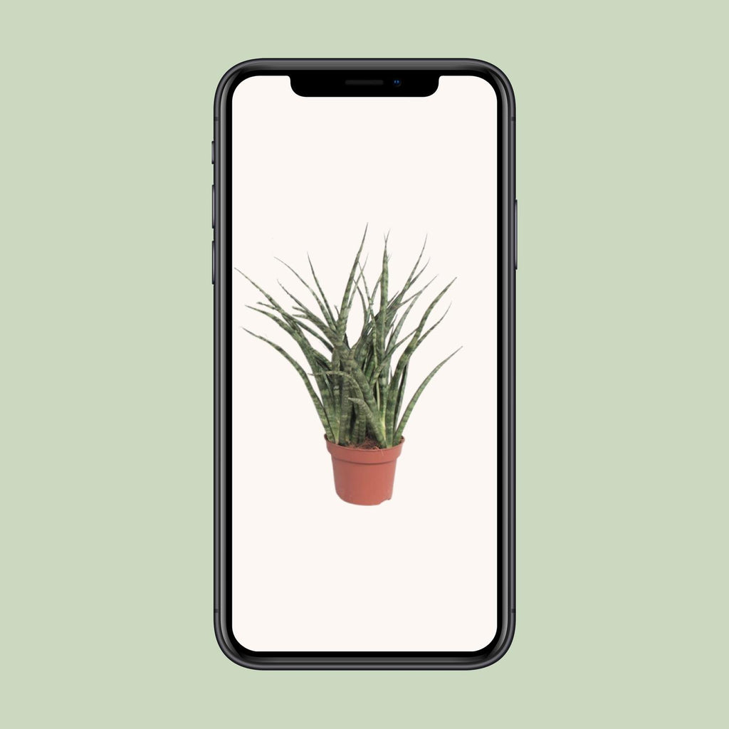 Sansevieria Fernwood Punk (vrouwentong) – Ø12 cm, 35 cm hoog