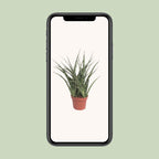 Sansevieria Fernwood Punk (vrouwentong) – Ø12 cm, 35 cm hoog