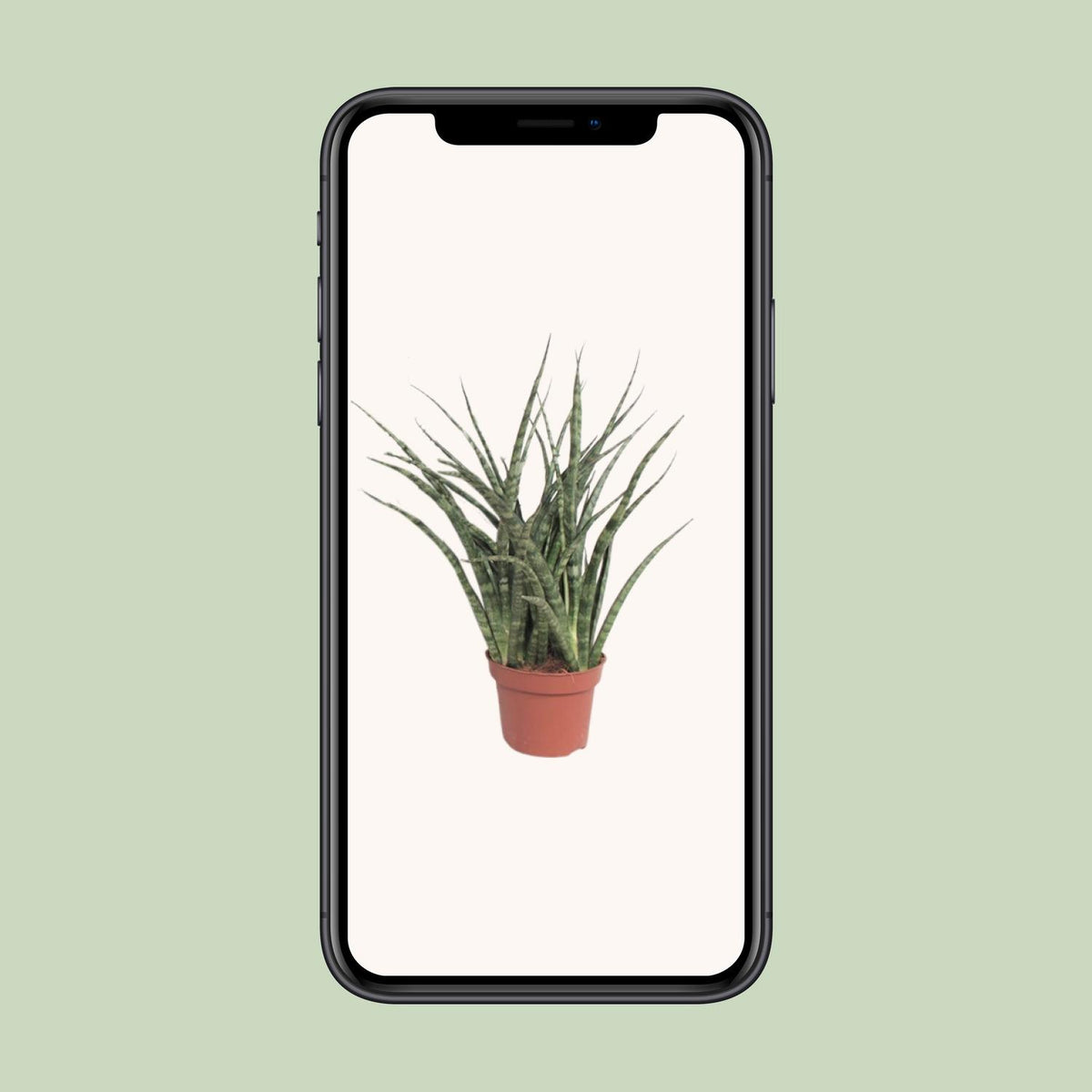 Sansevieria Fernwood Punk (vrouwentong) – Ø12 cm, 35 cm hoog
