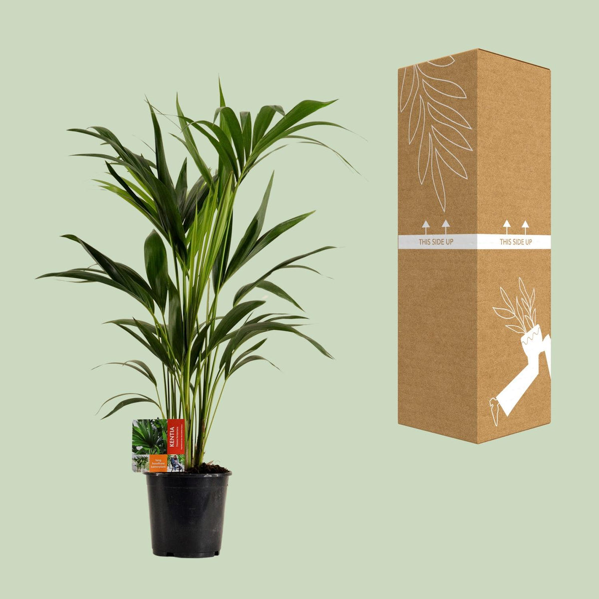 Howea forsteriana (Kentia palm) – Ø19 cm, 100 cm high – photo 8