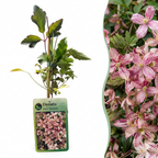 Clematis montana 'Marjorie' (mountain clematis) – pink – Ø9 cm, 35 cm high