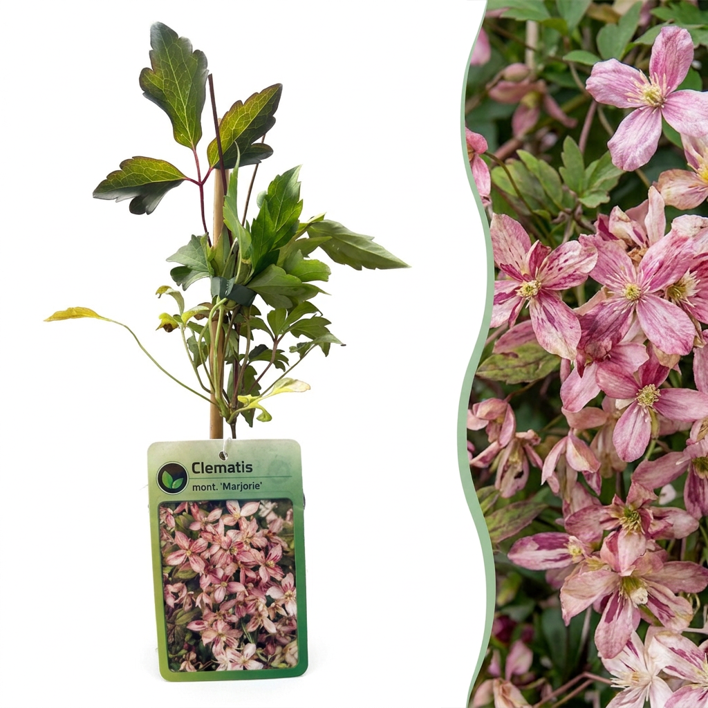 Clematis montana 'Marjorie' (mountain clematis) – pink – Ø9 cm, 35 cm high